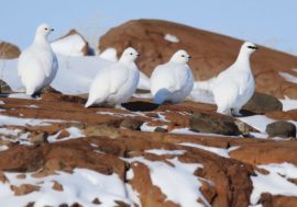 Norilsk photographers can help scientists learn more about Arctic birds