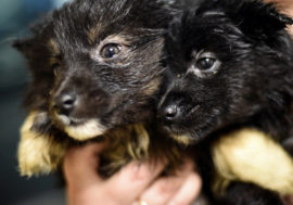 Norilsk gas workers saved wolf descendants