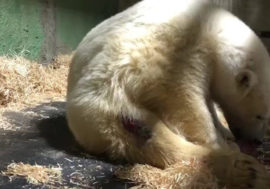«Smart, obedient, understanding bear!»