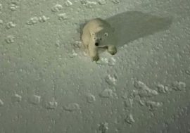 Polar bear studied nuclear icebreaker near Novaya Zemlya
