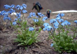 Scientists study arctic plants adaptation to cold conditions