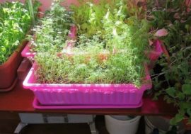 Polar explorers grow greenery