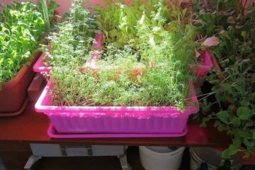 Polar explorers grow greenery