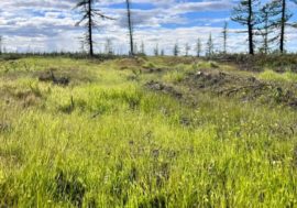 Melting permafrost swamps to make Arctic soil more nutritious