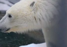 Paralyzed bear Dikson hunts in pool