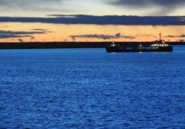 Heat-loving fish becomes more common in Arctic seas