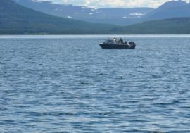 Char juveniles surpass pink salmon in terms of nutrient content