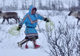 Taimyr nomads to show skills at first International Reindeer Husbandry Tournament