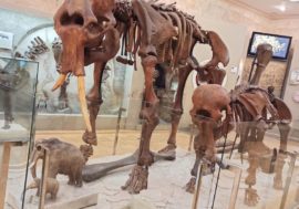 Unique mammoth tusk chess sold for 350 thousand rubles