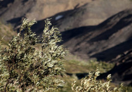 Taimyrsky reserve is sensational discoveries territory
