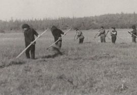 Agronomists tried to grow corn in Arctic