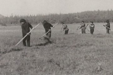 Agronomists tried to grow corn in Arctic