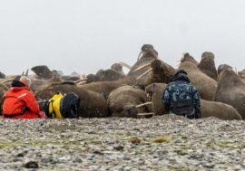 58 walruses don’t want to leave Laptev sea
