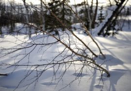 Wolf spotted in Pasvik nature reserve