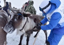 Best reindeer herders to be chosen in international championship