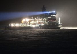 Polar foxes arranged races in front of nuclear icebreaker