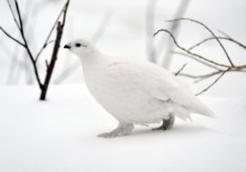 White on white: partridges settle in Norilsk museum square