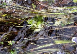 Accelerated water cycle in Arctic can affect entire ecosystem