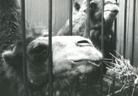 Norilsk had its own zoo in 1980s