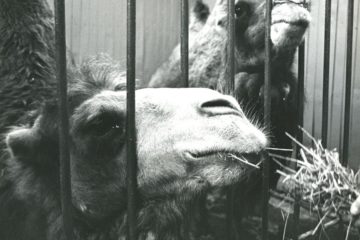 Norilsk had its own zoo in 1980s