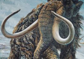 Woolly mammoths prepared to move to Arctic in advance
