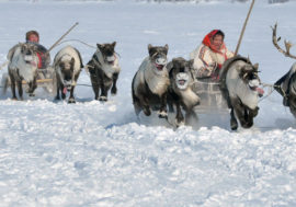 Nosok village is first to celebrate Reindeer Breeder Day in Taimyr