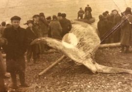 Whale from Arctic ocean swam into Yenisey