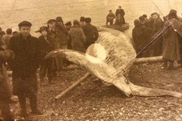 Whale from Arctic ocean swam into Yenisey
