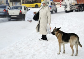 Day length in Taimyr gets more than 15 hours