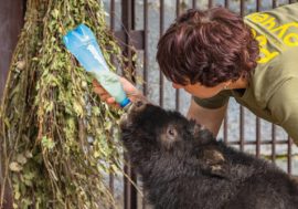Rescued musk ox plays football
