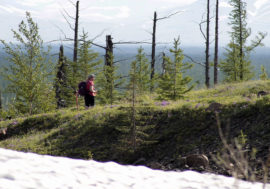 Peat and moss help preserve permafrost