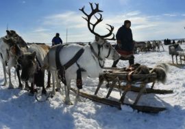 Taimyr celebrated Reindeer Breeder’s Day
