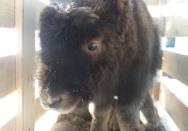 Found in Taimyr female musk ox delivered to Krasnoyarsk