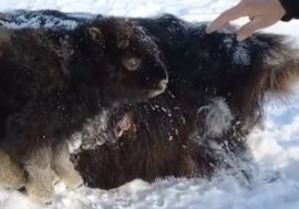 Musk ox calf rescued in Taimyr