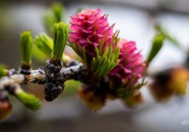 Dahurian larch bloomed in Taimyr