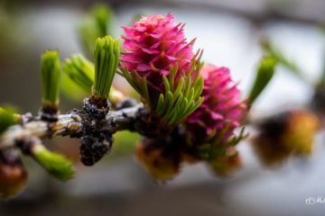 Dahurian larch bloomed in Taimyr