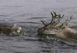 25 wild reindeer to be tagged with satellite collars