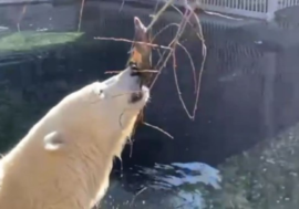 Dixon catches fish from tree