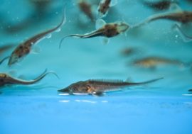 Three million sturgeon fry to be released into Yenisey annually