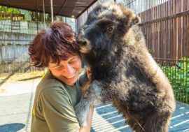 Musk ox from Taimyr loves hugging