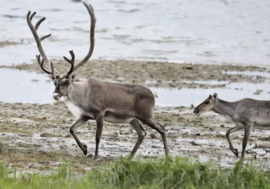 Reindeer considered most endangered animal