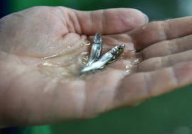 Batch of nelma fry released into Yenisey