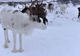 Taimyr reindeer change migration routes