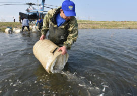 Fish farmers released nelma fry into Melkoe lake