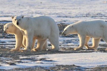 Norilsk schoolchildren won trip to Bear Islands reserve