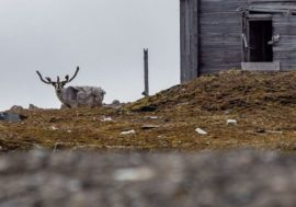 Rare aboriginal reindeer spotted in Russian Arctic national park