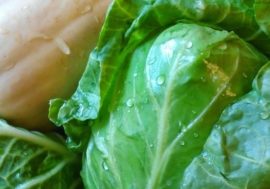 New agricultural technologies guaranty rich harvest in Arctic