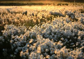 Norilsk resident showed Taimyr meadows in social networks