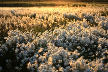 Norilsk resident showed Taimyr meadows in social networks