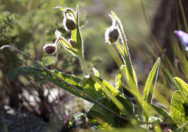 Flora in Arctic appeared 10-13 million years ago